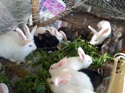 Video: Alimentando Conejos