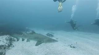 Scuba Diving With Ragged Tooth Sharks On Aliwal Shoal, October 2019