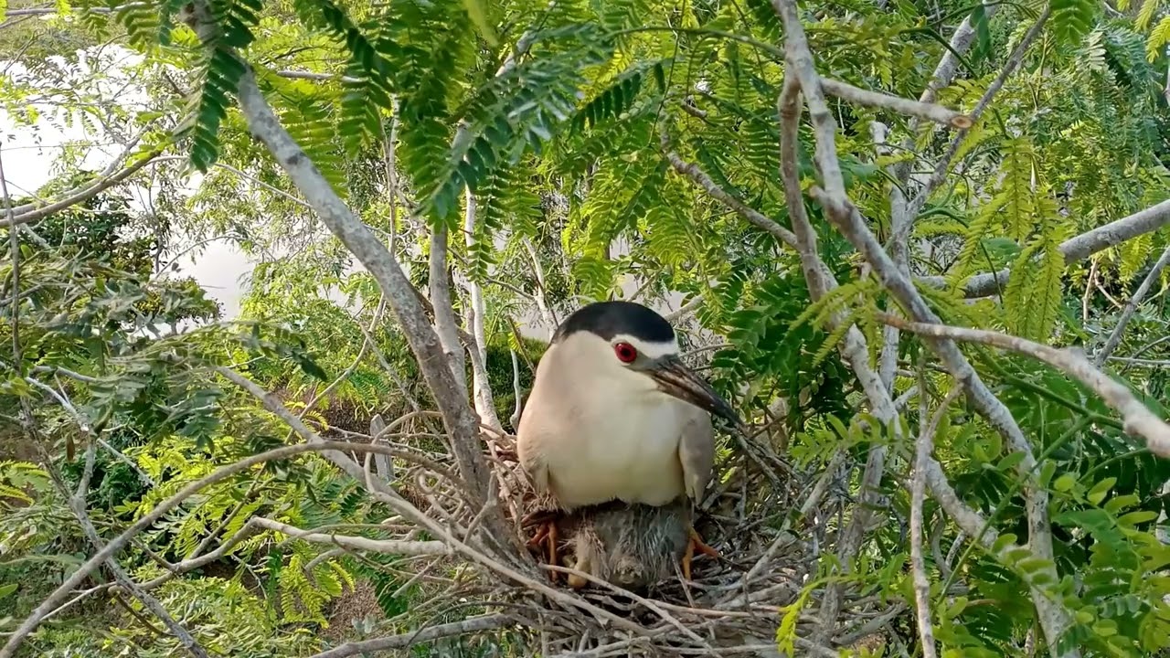 Black crowned heron  Birds Project baby 