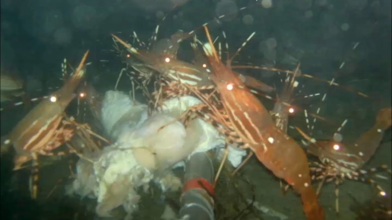 Spot Shrimp, near Cama Beach State Park, 100 feet deep, 12/08/17