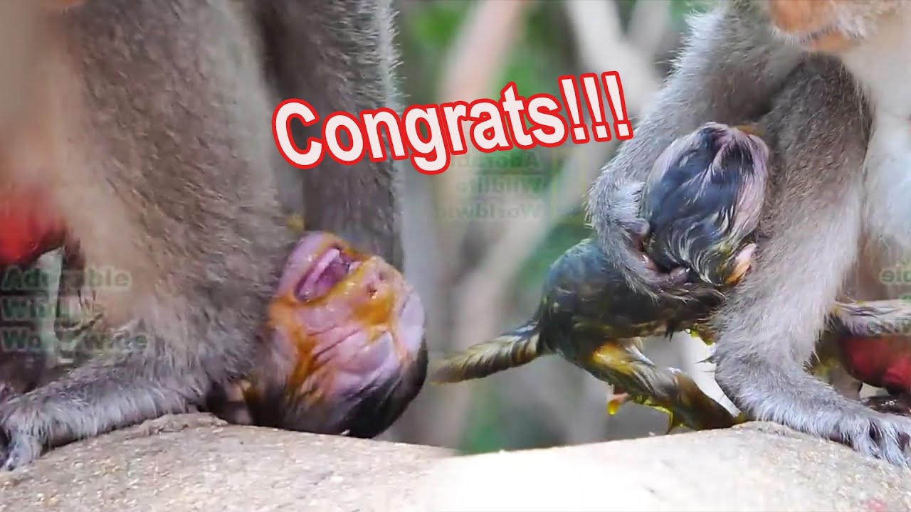 Congrats!!! Unforgettable Moments Of The Newborn Baby Monkey, Just Born ...