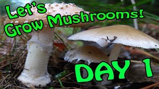 Lets Grow Some Mushrooms: Day 1 Set Up