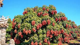 Admiring the World's Largest Lychee Orchards in the Chinese Countryside