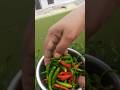 Today's Chilly harvest🌶😍|| #trending #viral #gardeningaasaanhai #shorts #ytshorts #nature