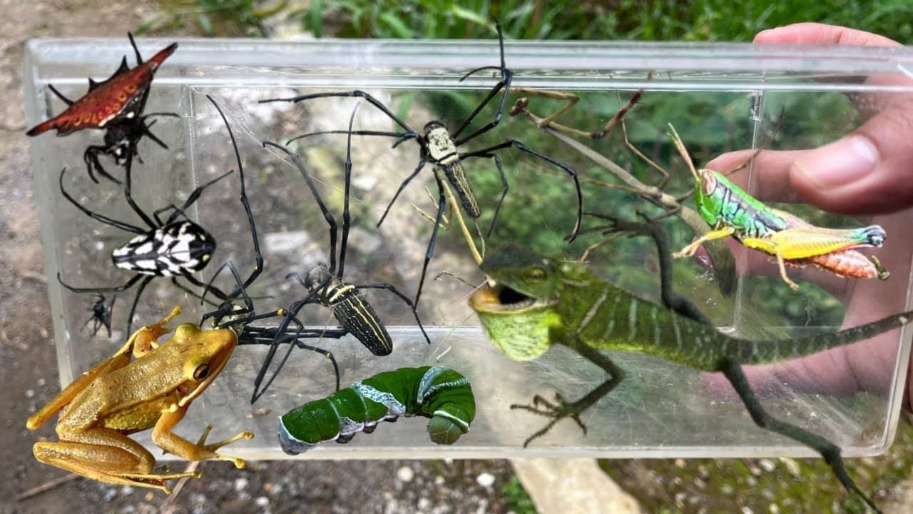 Amazing catching insects‼️ Chameleon, Frog, Spider, Caterpillar, Grasshopper, Praying Mantis