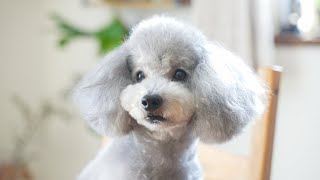 トリミングした愛犬が可愛すぎて飼い主ついに壊れる・・・【トイプードル】