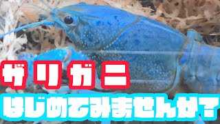 初心者さんへザリガニの飼育の仕方を教えますよ！