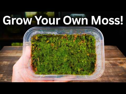 How To Propagate Cushion Moss - Simple Beginner Method