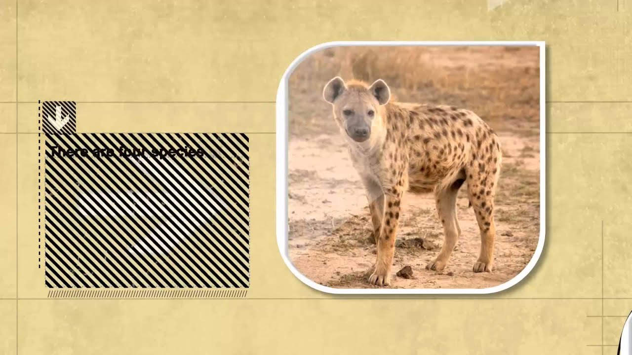Dog Facts: Hyenas Are More Closely Related To Cats, Not Dogs