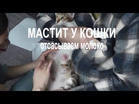 Как сцедить кошке молоко