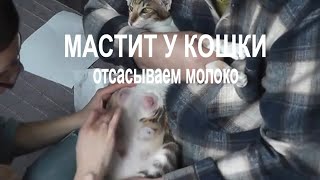 Мастит у кошки. Отсасываем молоко. Мастит у кошки. Отсасываем молоко.