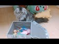 Maro and Luna's Toy Box