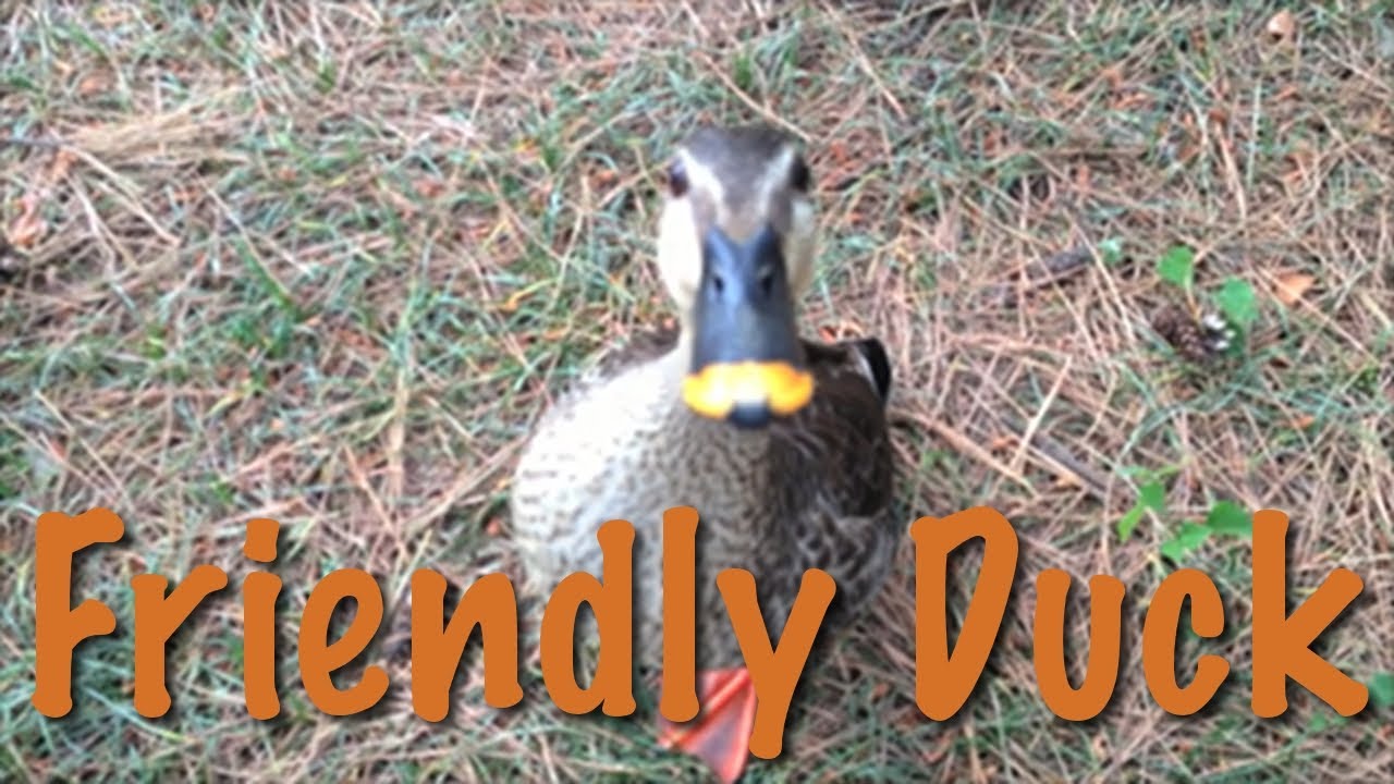 Friendly Duck 人なつこいカモ カルガモ 鴨 軽鴨 アヒル 動物 かわいい Youtube