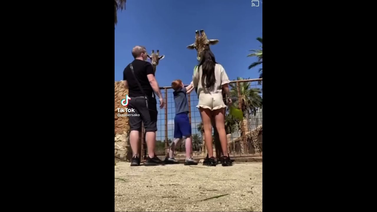 Boy being picked up by Giraffe whilst feeding it!! OMG!! 