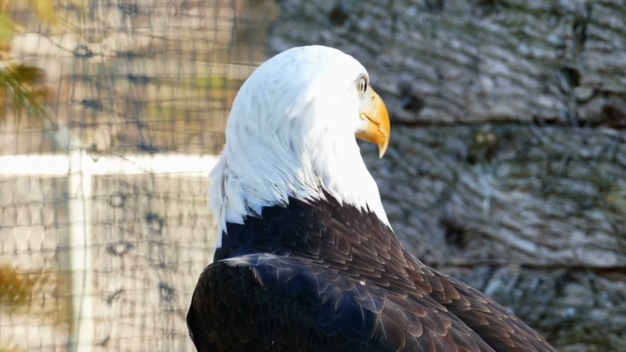 the charming eagle has sharp and focused eyes