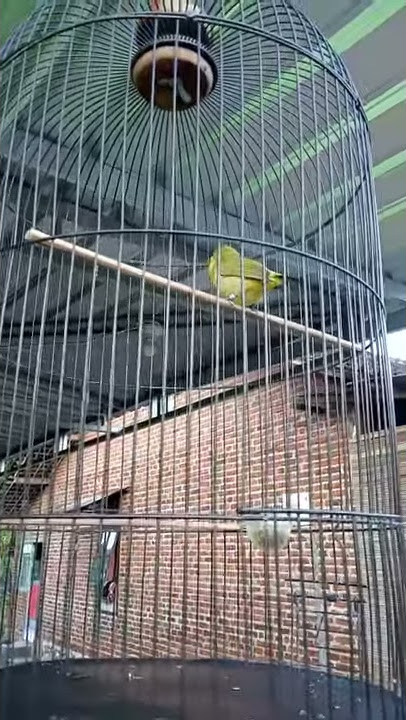 Pleci rasa kenari, endemik Gunung Lawu. Wawan Mantri.