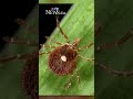 How to protect yourself against ticks and Lyme disease