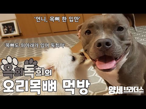 오랜만이야 옥희독희♡  데헷 쿵♡ thumbnail