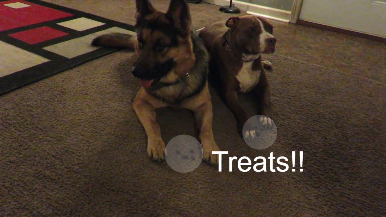 Advanced Leave it Command for dogs Dog Training YouTube