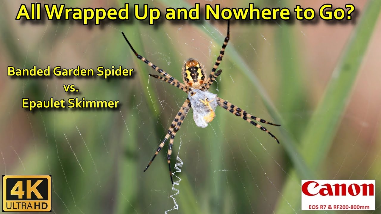 All Wrapped Up and Nowhere to Go? Banded Garden Spider vs. Epaulet Skimmer (Cyprus Wildlife)