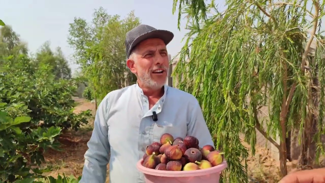 مواطن من الانبار ينجح بإنشاء أول مزرعة منتجة من تين العبيد السعودي في العراق 🇮🇶