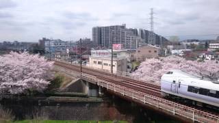 桜と351と233
