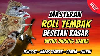 Masteran Tembakan Kasar Roll Tembak Terbaik | Masteran Murai Fighter