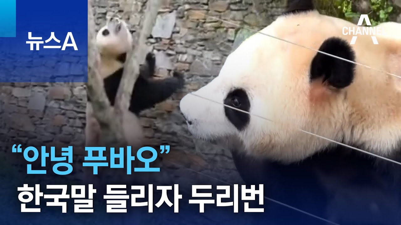 “안녕 푸바오” 한국말 들리자 두리번 | 뉴스A
