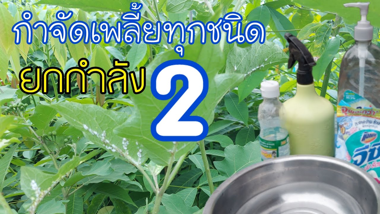 💥ทำไมพึ่งรู้..?? กำจัดเพลี้ยง่ายนิดเดียว | DEAW CHANNEL