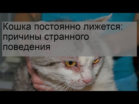 Кошка постоянно лижется: причины странного поведения