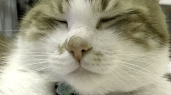 トルコのあーにゃん
