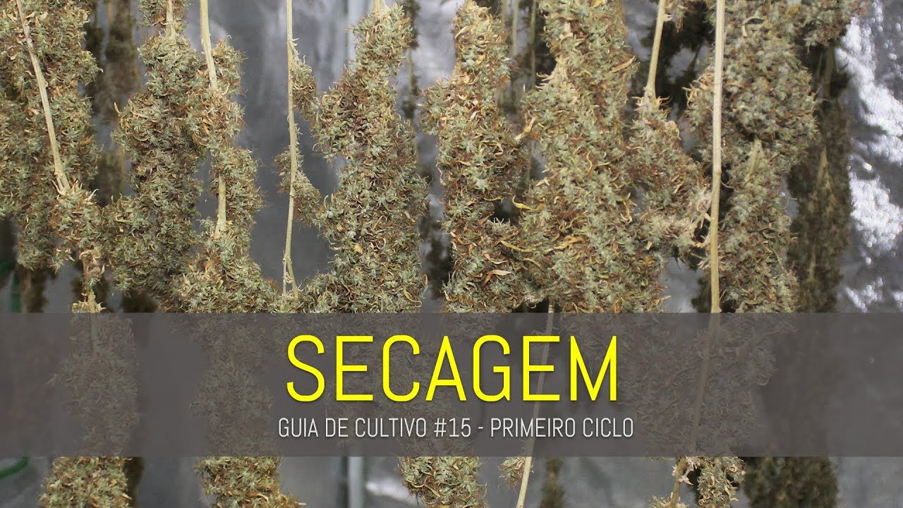 COMO SECAR UMA COLHEITA DE MACONHA | GUIA DE CULTIVO #1 - VÍDEO 15
