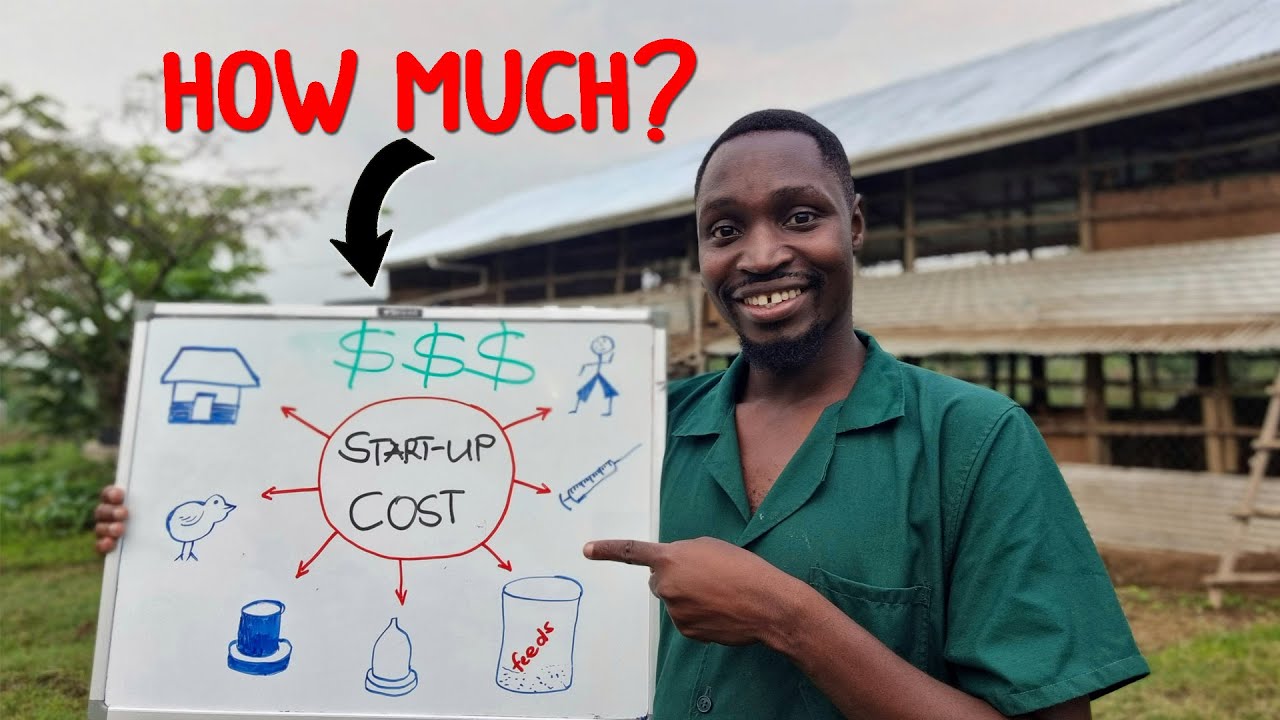 Какова стоимость открытия процветающей птицефермы на 1000 кур-несушек?