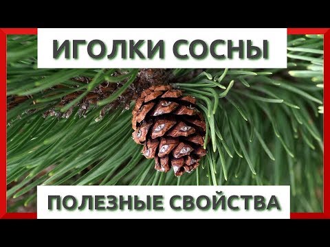 ИГОЛКИ СОСНЫ. ПОЛЬЗА