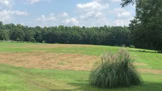 Cat Tail you enough how peaceful this is!#nature #cattails #asmr