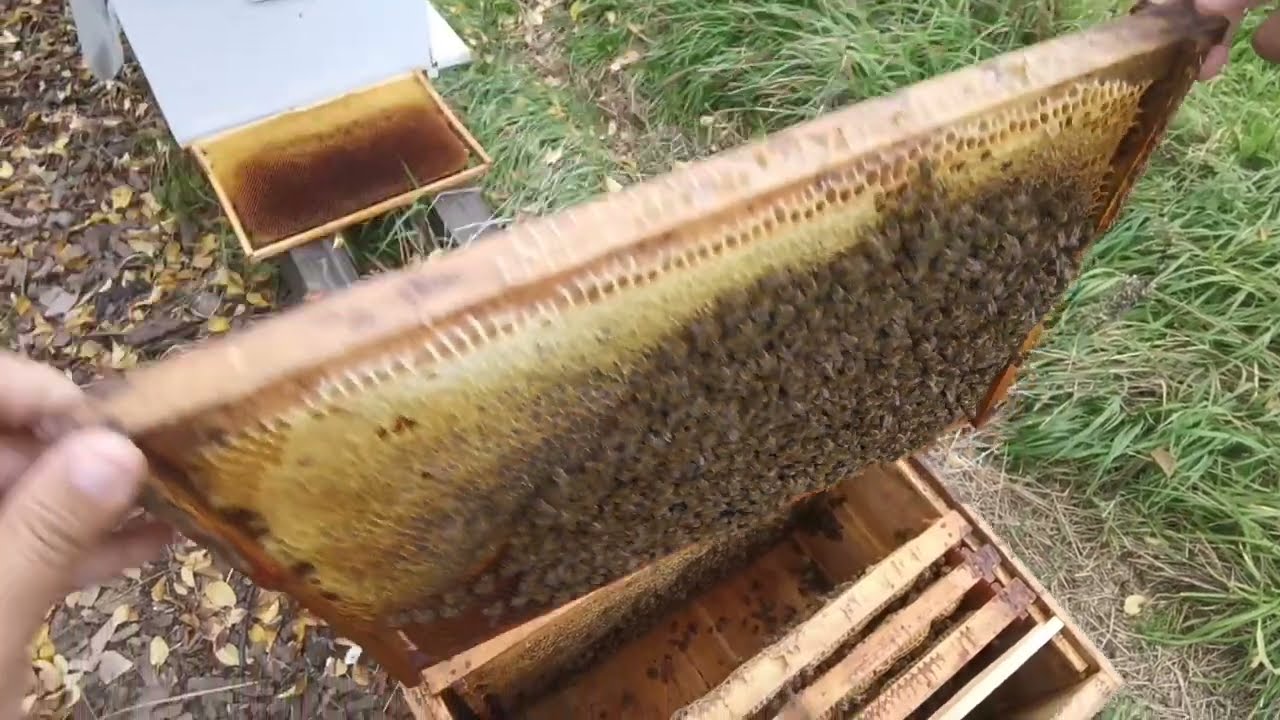 Familiile de albine - pregătire pentru iernare (2022-2023).