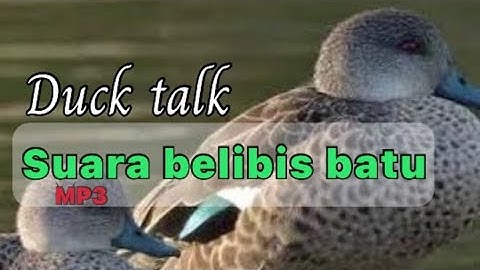 Suara pikat belibis batu \ belibis piulu \ greyteal @amanguklik88