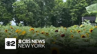 Long Island's East End farms are blooming in bright yellow