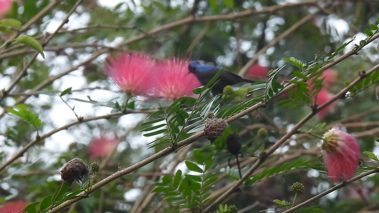 Male Loten's sunbird sucking nectar from pink powder puff flower at dawn at Nature's nest, Goa