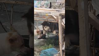 Ang Hirap At Ang Sakit Na Mawala Ka husky siberianhusky shortsfeed shorts short short