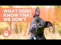 8 THINGS DOGS Can SENSE But We CAN&#39;T 🐶