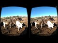 Vacas en realidad virtual Episodio #22