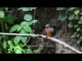 10 Seconds For Love - Eisvogelpaarung - Mating of kingfishers
