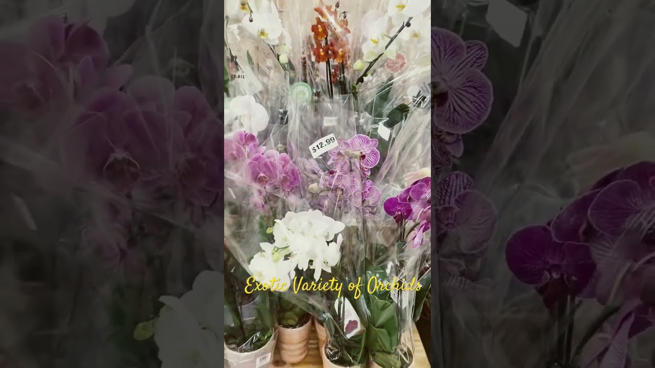 Exotic Variety Of Orchids 