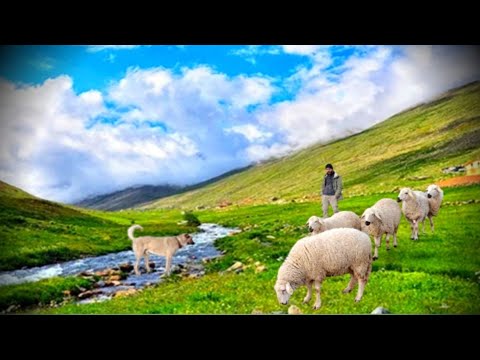 Çok büyük sıkıntımız var..!! Koyunlar kaçtı..!! Ne yapacağım bilmiyorum.