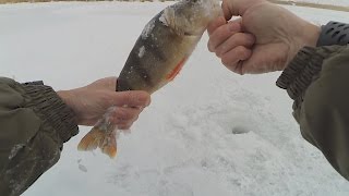 Поиск и ловля окуня. Капризный Окунь на зимнюю блесну и мормышку.Зимняя рыбалка.