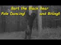 Bart the Black Bear Pole Dancing and Biting!