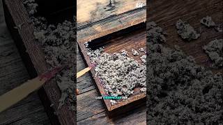 Cara Unik China Mengolah Serangga Ini Menjadi Bahan Inti Dari