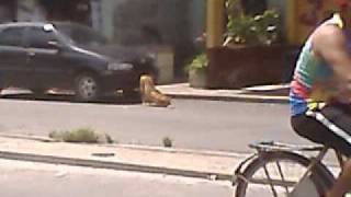 Cachorro Se Esfregando No Carro.