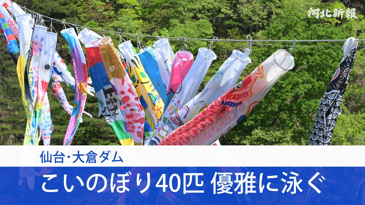 仙台・大倉ダム こいのぼり40匹が優雅に泳ぐ - YouTube